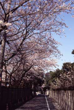 Cherry Blossom Spots of Gotenyama