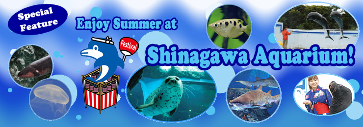 Special Feature Enjoy Summer at Shinagawa Aquarium!