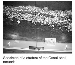 Specimen of a stratum of the Omori shell mounds