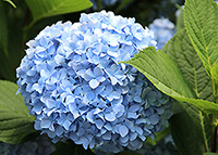 hydrangeas